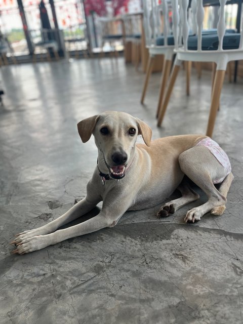 Elsie - Mixed Breed Dog