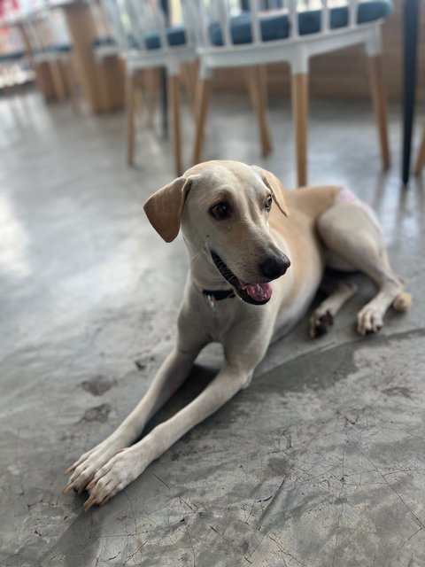 Elsie - Mixed Breed Dog
