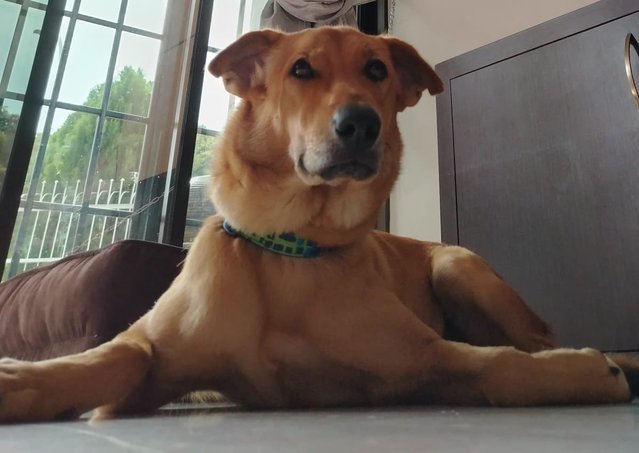 Xena (In Penang) - Golden Retriever Mix Dog