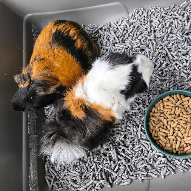 Rusty And Cookie - Guinea Pig Small & Furry