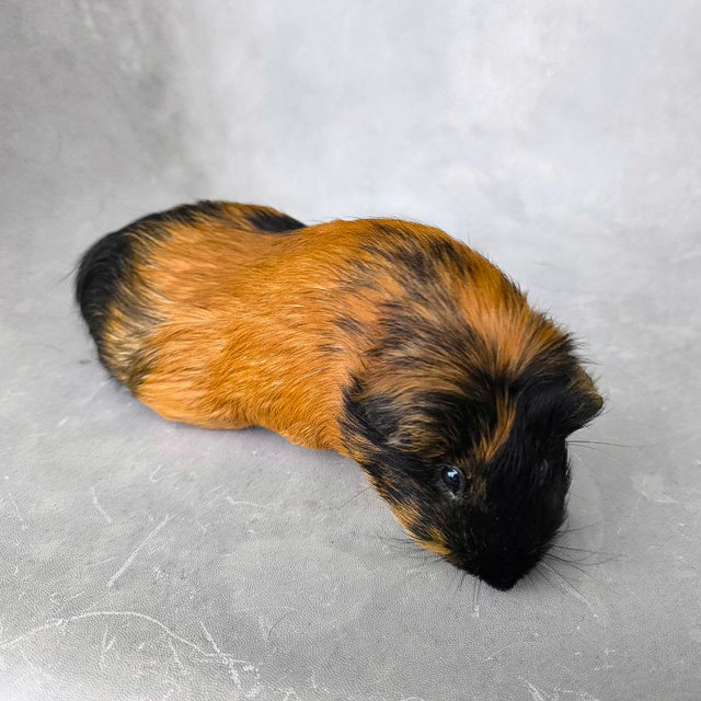 Rusty And Cookie - Guinea Pig Small & Furry