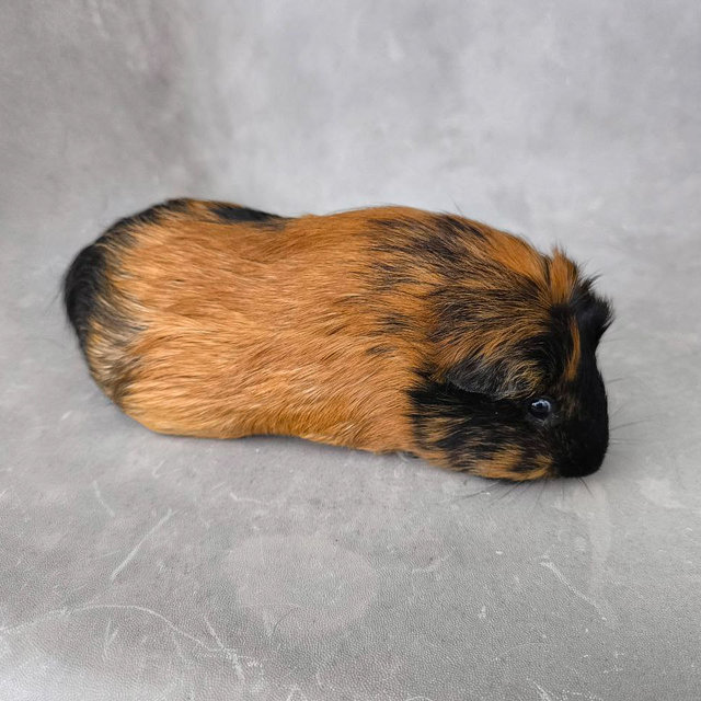 Rusty And Cookie - Guinea Pig Small & Furry