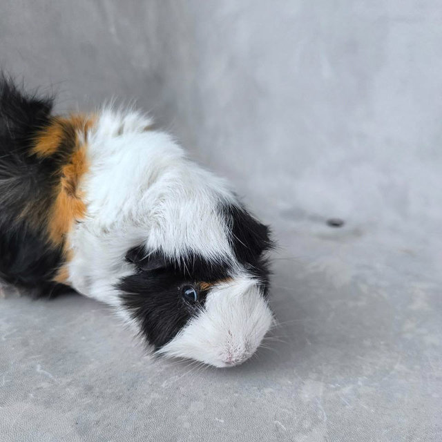 Rusty And Cookie - Guinea Pig Small & Furry