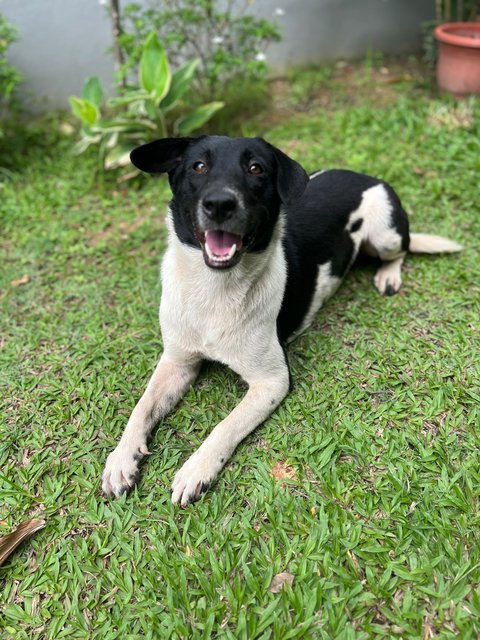 Gundu  - Mixed Breed Dog