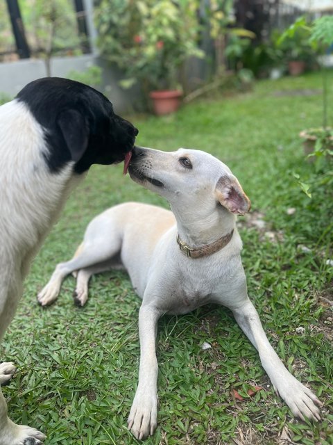 Gundu  - Mixed Breed Dog