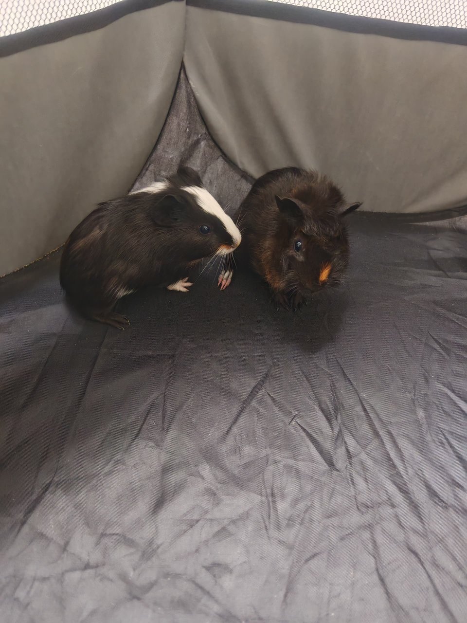 Tom &amp; Jerry - Guinea Pig Small & Furry