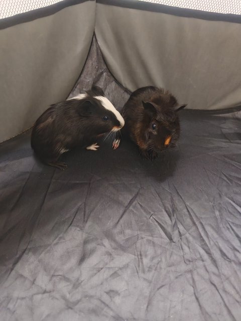 Tom &amp; Jerry - Guinea Pig Small & Furry