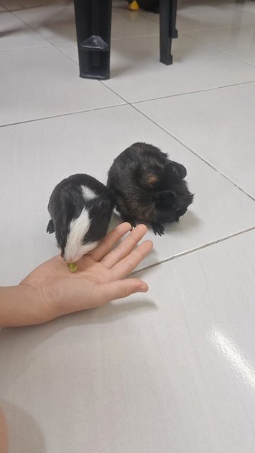 Tom &amp; Jerry - Guinea Pig Small & Furry