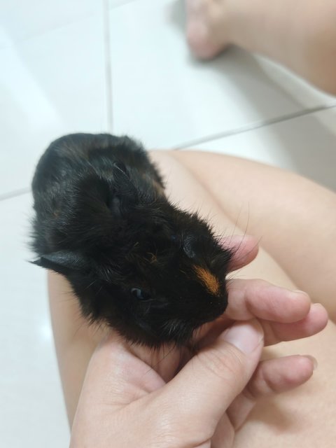 Tom &amp; Jerry - Guinea Pig Small & Furry