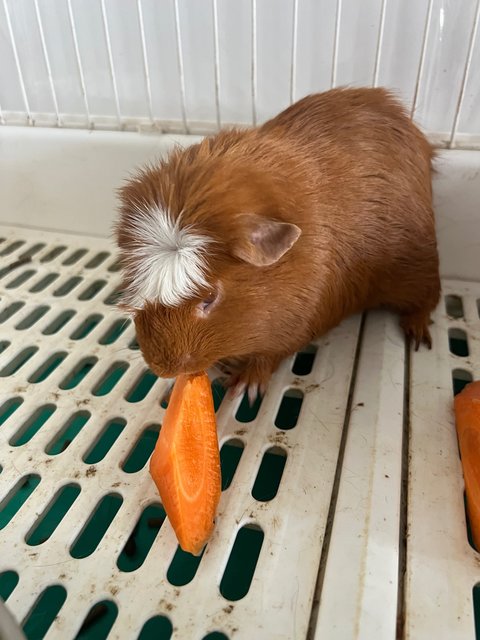 Piggy - Guinea Pig Small & Furry