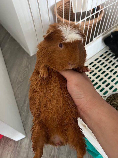 Piggy - Guinea Pig Small & Furry