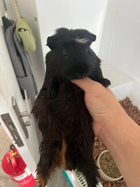 Piggy - Guinea Pig Small & Furry