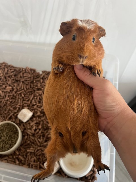 Piggy - Guinea Pig Small & Furry