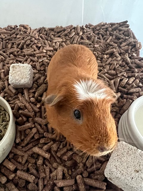 Piggy - Guinea Pig Small & Furry