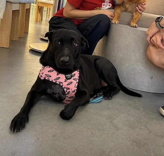 Leelo The Sweet Labrador Mixed - Labrador Retriever Dog