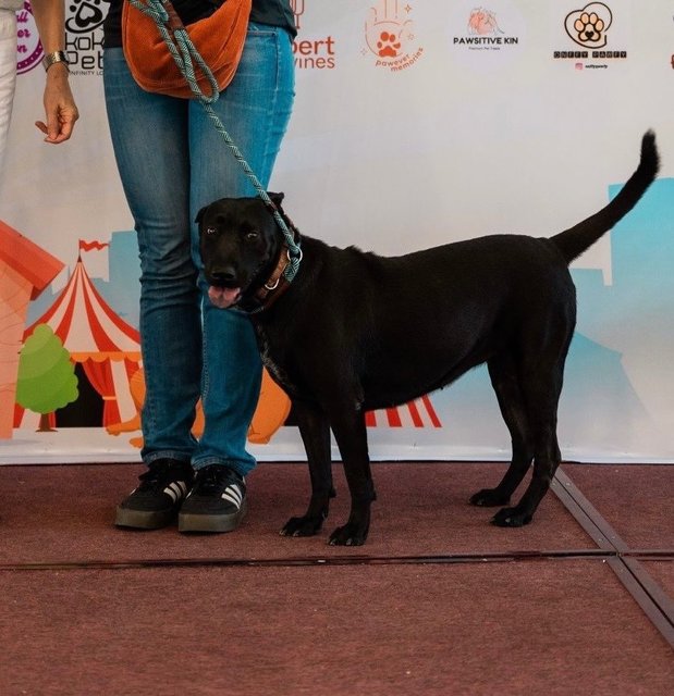 Leelo The Sweet Labrador Mixed - Labrador Retriever Dog