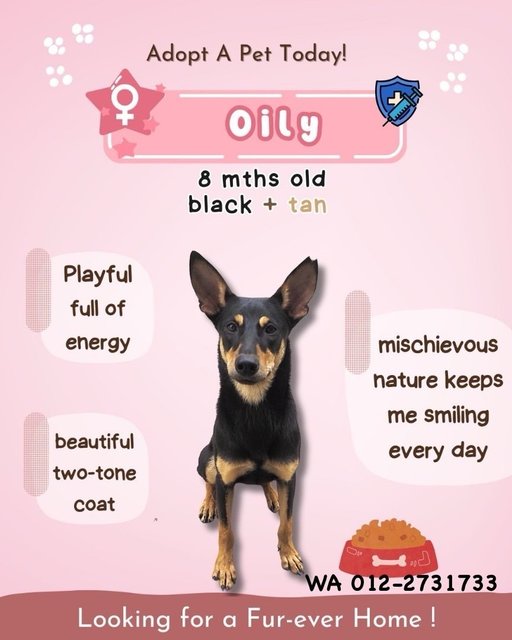 Oily  - Mixed Breed Dog