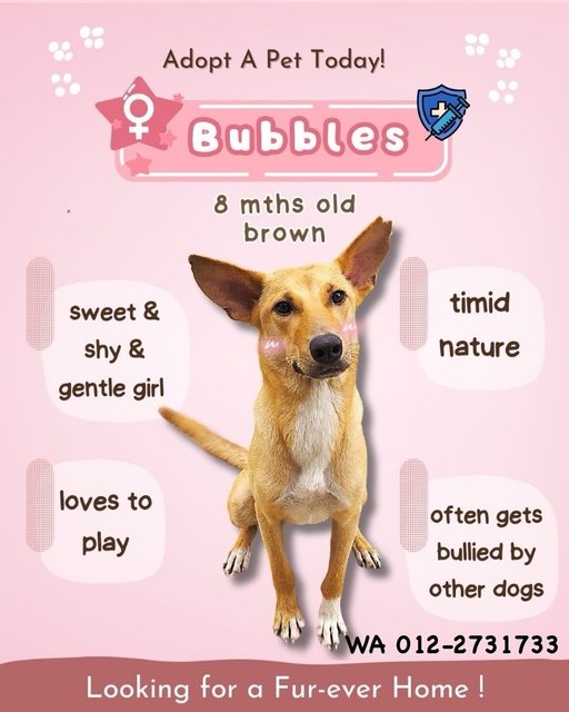 Bubble - Mixed Breed Dog