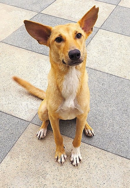 Bubble - Mixed Breed Dog