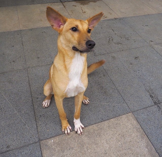 Bubble - Mixed Breed Dog