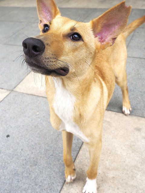Bubble - Mixed Breed Dog
