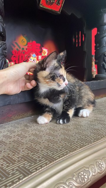 Baby Tortico - Calico + Tortoiseshell Cat