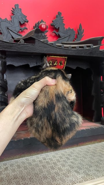 Baby Tortico - Calico + Tortoiseshell Cat