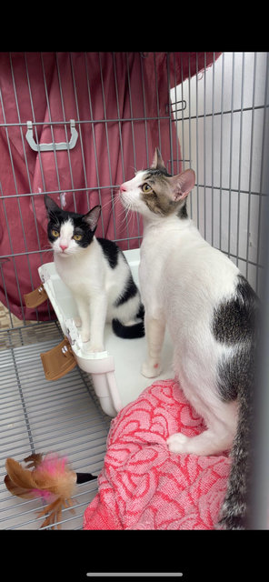 Tam &amp; Teh - Tabby + Tuxedo Cat