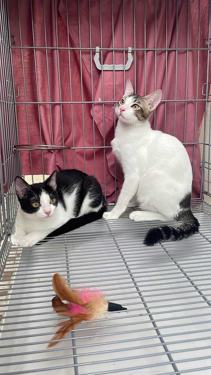 Tam &amp; Teh - Tabby + Tuxedo Cat