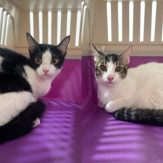 Tam &amp; Teh - Tabby + Tuxedo Cat