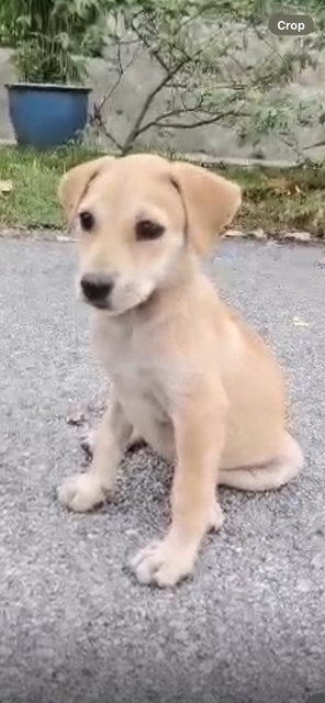 Creamy Aka Ivory Girl  - Mixed Breed Dog