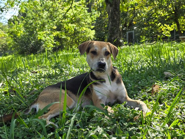 Coco - Mixed Breed Dog