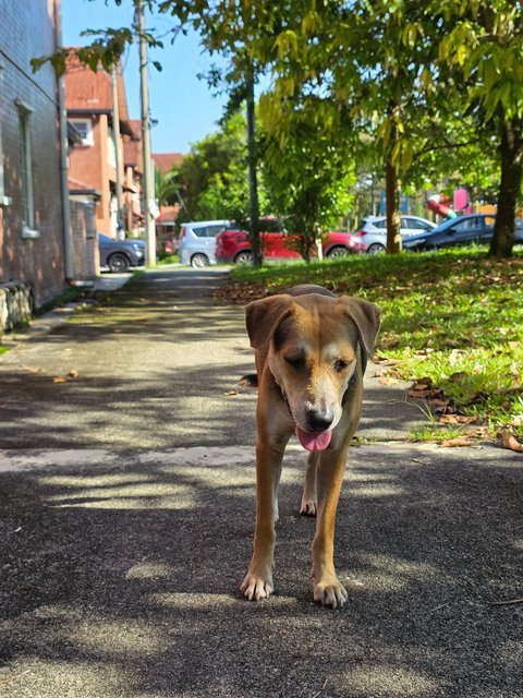 Coco - Mixed Breed Dog