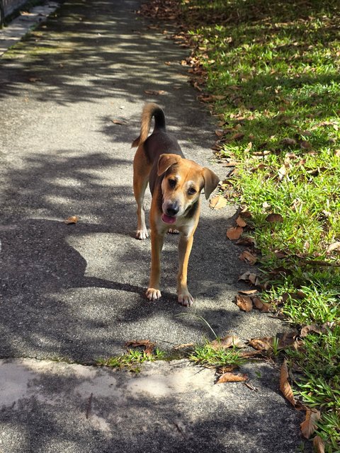 Coco - Mixed Breed Dog