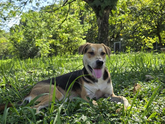 Coco - Mixed Breed Dog