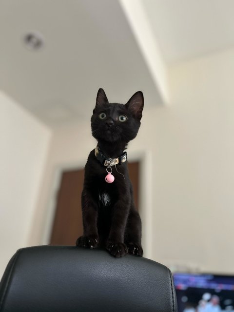 Luna - Domestic Short Hair Cat