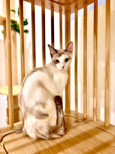 Mizu: Sweet Baby Sister - Siamese + Domestic Short Hair Cat