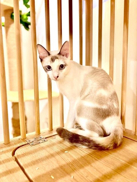 Mizu: Sweet Baby Sister - Siamese + Domestic Short Hair Cat