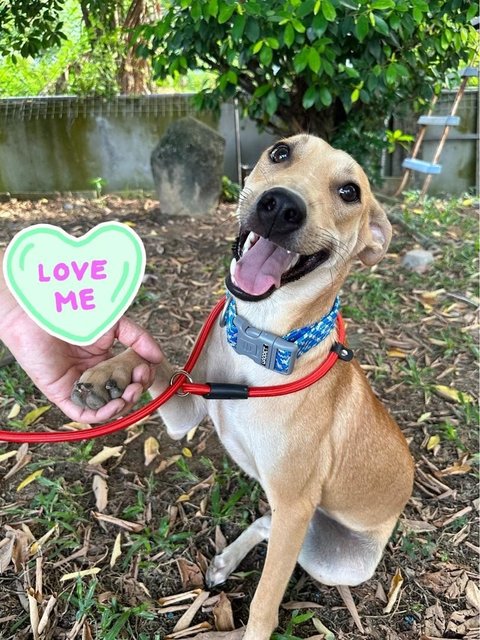 Winnie, Wawa &amp; Willy - Mixed Breed Dog
