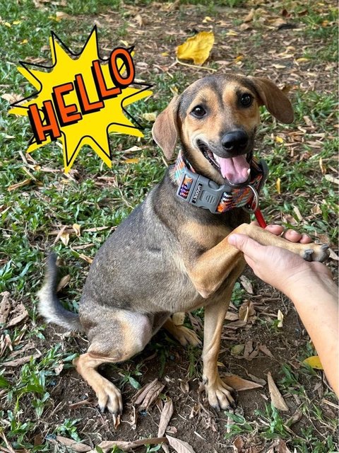 Winnie, Wawa &amp; Willy - Mixed Breed Dog