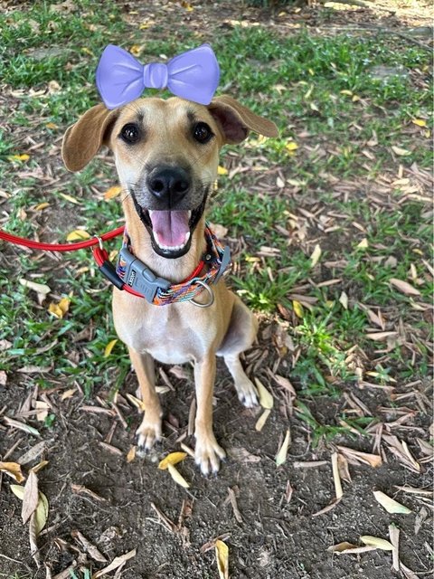 Winnie, Wawa &amp; Willy - Mixed Breed Dog