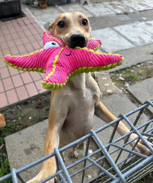 Winnie, Wawa &amp; Willy - Mixed Breed Dog