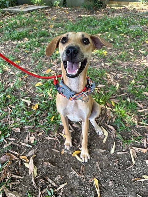 Winnie, Wawa &amp; Willy - Mixed Breed Dog
