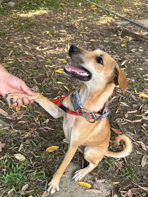 Winnie, Wawa &amp; Willy - Mixed Breed Dog