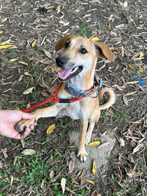 Winnie, Wawa &amp; Willy - Mixed Breed Dog