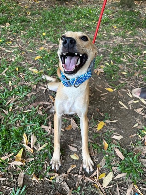 Winnie, Wawa &amp; Willy - Mixed Breed Dog