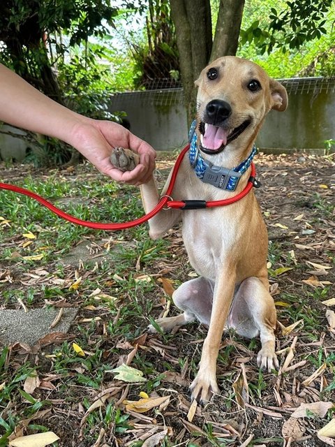 Winnie, Wawa &amp; Willy - Mixed Breed Dog