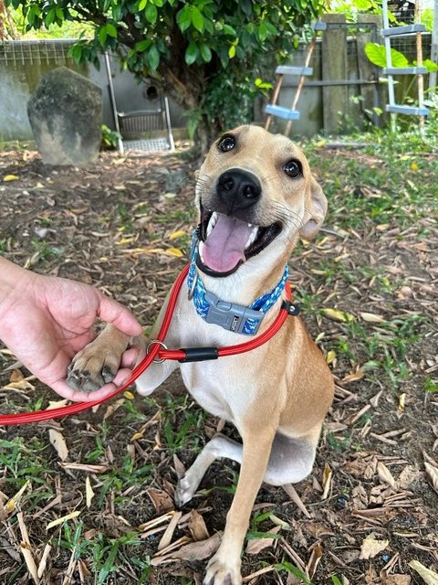 Winnie, Wawa &amp; Willy - Mixed Breed Dog