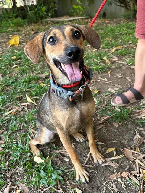 Winnie, Wawa &amp; Willy - Mixed Breed Dog