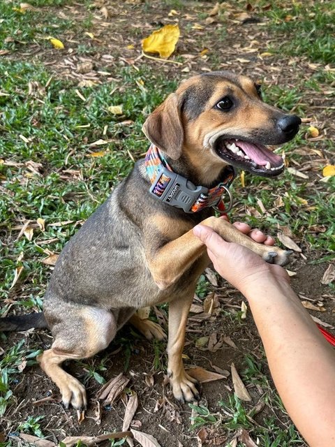 Winnie, Wawa &amp; Willy - Mixed Breed Dog